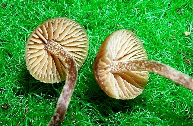 Galerina pruinatipes A.H. Sm.